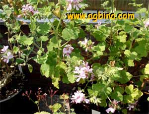   ( elargonium vitifolium )