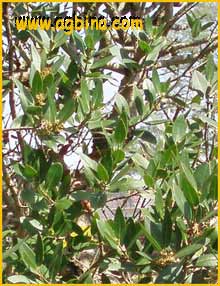    ( Phillyrea latifolia )