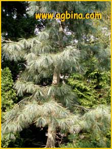     ( Pinus lambertiana )