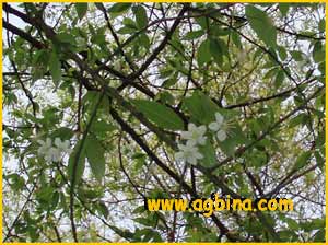   ( Prunus / Cerasus serrula )
