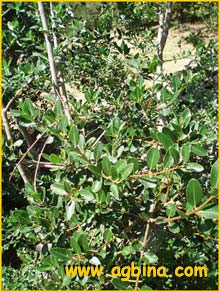   ( Phillyrea latifolia )