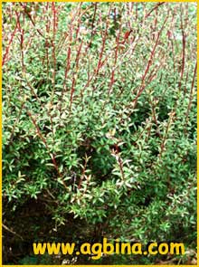    ( Leptospermum scoparium )