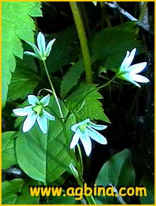     ( Lloydia triflora )
