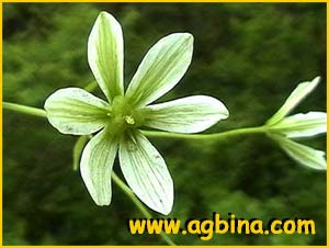     ( Lloydia triflora )