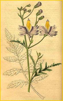     ( Schizanthus grahamii ) 