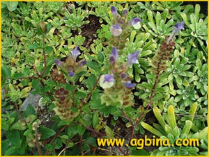   ( Scutellaria alpina )