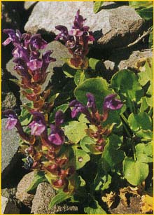   .  ( Scutellaria alpina ssp. alpina 'Rosea' )