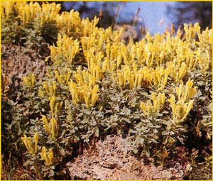   .  ( Scutellaria orientalis var. pinnatifida )