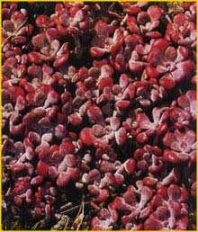  .  ( Sedum spathulifolium var. purpureum )