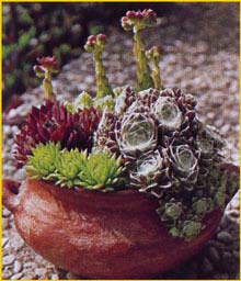    ( Sempervivum hybrids )