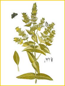   ( Sideritis perfoliata ) Nicolas Meerburgh 1775 
