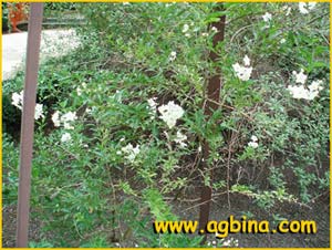   /  ( Solanum jasminoides / laxum )