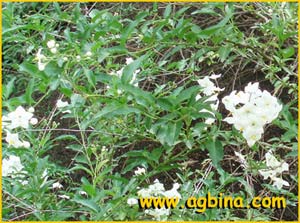   /  ( Solanum jasminoides / laxum )