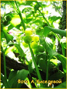   ( Solanum laetum )