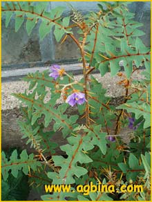   ( Solanum pyracanthum )