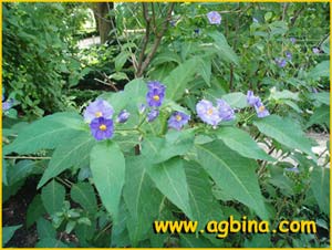   ( Solanum rantonnetii )