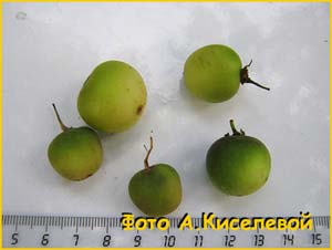  /   ( Solanum tuberosum )