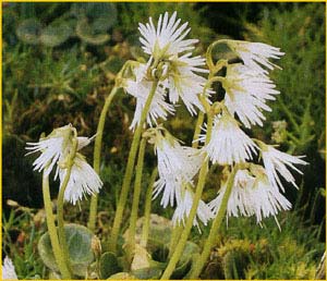   .  ( Soldanella alpina f. alba )