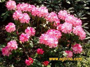 Rhododendron dichroanthum ssp. scyphocalyx