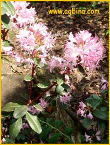   ( Rhododendron japonicum )
