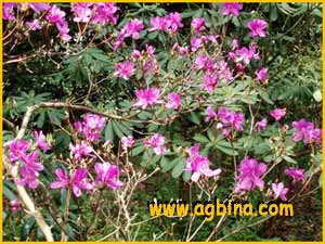   ( Rhododendron komiyamae )