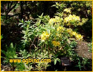   /    ( Rhododendron luteum )