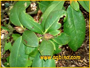    ( Rhododendron macrophyllum )