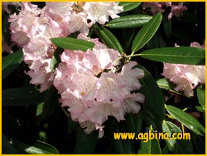    ( Rhododendron metternichii )