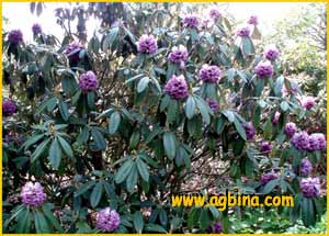    ( Rhododendron niveum )
