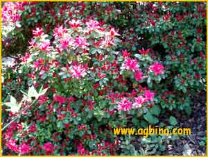    ( Rhododendron obtusum var. favorita )
