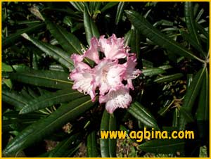   .    ( Rhododendron obtusum var. kaempferi )