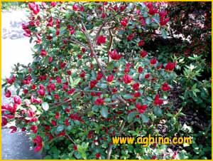    ( Rhododendron obtusum var. katsugirae )