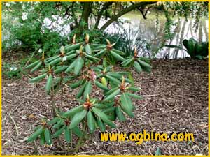   ( Rhododendron planetum )