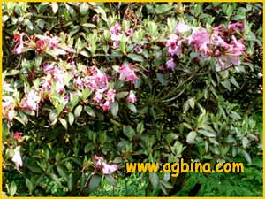   ( Rhododendron ravum)
