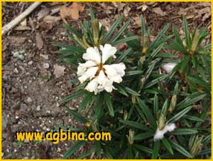   ( Rhododendron roxieanum )