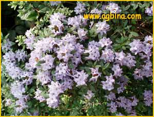   ( Rhododendron scintilans )