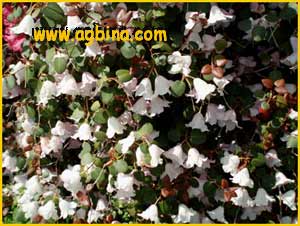   ( Rhododendron williamsianum )