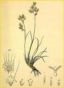   ( Festuca pumila ) Atlas der Alpenflora (1882) by Anton Hartinger