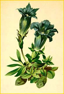   /  ( Gentiana acaulis / kochiana / excisa ) Atlas der Alpenflora (1882) by Anton Hartinger