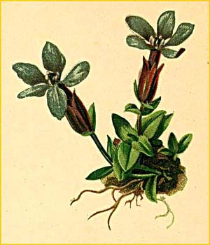   ( Gentiana angulosa ) Atlas der Alpenflora (1882) by Anton Hartinger