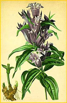   ( Gentiana asclepiadea ) Atlas der Alpenflora (1882) by Anton Hartinger