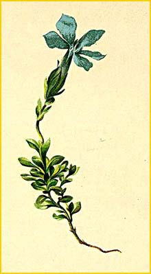   ( Gentiana bavarica ) Atlas der Alpenflora (1882) by Anton Hartinger