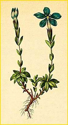   ( Gentiana brachyphylla ) Atlas der Alpenflora (1882) by Anton Hartinger