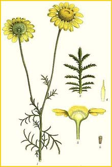   ( Anthemis tinctoria ) Bilder ur Nordens Flora (1926) by Carl Lindman 