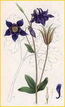  /   ( Aquilegia vulgaris ) Bilder ur Nordens Flora (1926) by Carl Lindman
