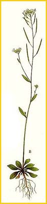    ( Arabidopsis thaliana ) Bilder ur Nordens Flora (1926) by Carl Lindman 