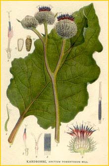   ( Arctium tomentosum ) Bilder ur Nordens Flora (1926) by Carl Lindman 