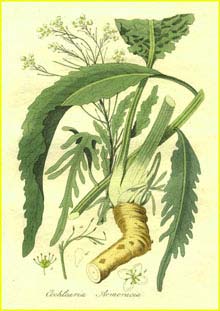   (Armoracia rusticana) Bilder ur Nordens Flora (1926) by Carl Lindman 