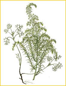   ( Artemisia maritima ) Bilder ur Nordens Flora (1926) by Carl Lindman 