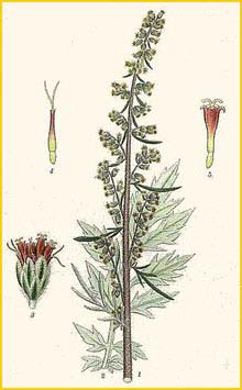   ( Artemisia vulgaris ) Bilder ur Nordens Flora (1926) by Carl Lindman 